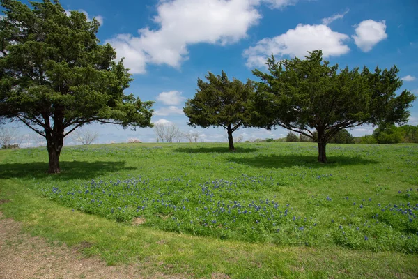 Scenic Field Blossom Bluebonnet Wildflowers Mature Trees Cloud Blue Sky — Stock Photo, Image