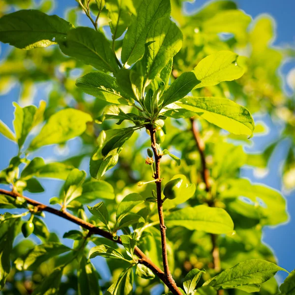 stock image Lookup view small branch of plum tree with young fruits, green leaves foliage under clear blue sky early morning light. Small unripe common plum fruit on tree