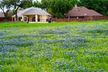 Dallas, Teksas 'ın banliyölerinde metal ve ahşap çitli arka sokaktaki büyük banliyö evlerinde çiçek açan Bluebonnet kır çiçekleri. Çiçek açan doğa