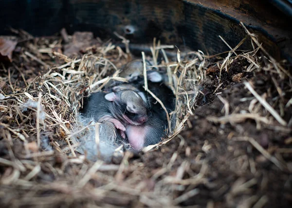 Selective focus shallow DOF baby rabbits with shut eyes, open ears and grey-black fur are sleeping in nature nest box top of mulched nursery pot home garden in Dallas, Texas. Little kittens wildlife