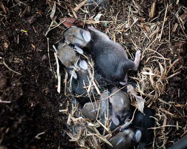 Newborn baby rabbits with shut eyes, open ears and grey-black fur are sleeping in nature nest box top of mulched plastic nursery pot at home garden in Dallas, Texas, USA. Cute little kittens wildlife