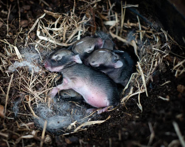 Close-up newborn baby rabbits with nails, shut eyes, open ears and grey-black fur are sleeping in nature nest box top of mulched pot at home garden in Dallas, Texas, USA. Little kittens in wildlife