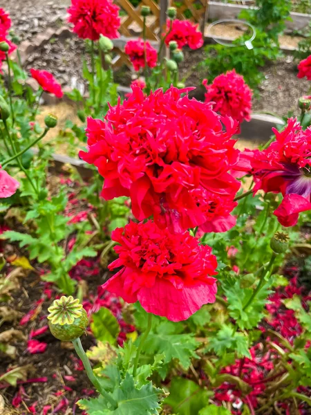 Virágzó Bazsarózsa Mák Virágok Hosszúkás Mag Hüvelyek Sötét Rózsaszín Színű — Stock Fotó