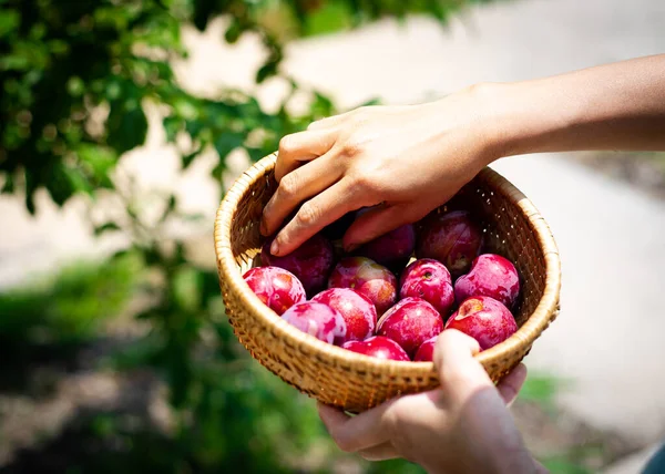 Top view Asian lady hands harvest homegrown plums to round wicker bamboo basket at front yard garden concrete sidewalk pathway at home garden fruit orchard Dallas, Texas, USA. Organic harvest concept