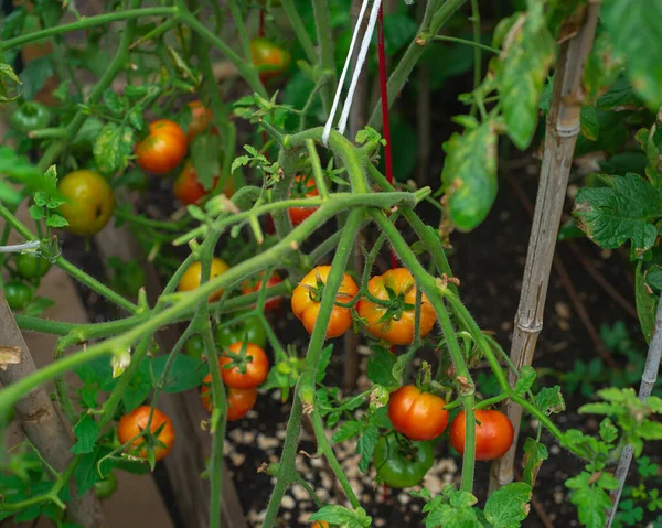 Yakın mesafede olgunlaşan ve olgunlaşan yeşil domates bolluğu, Dallas, Teksas 'taki Homestead Garden' da meydana gelen yağmur fırtınasından sonra kırmızı kafese düştü. Mevsimlik mahsuller, yüksek verim.