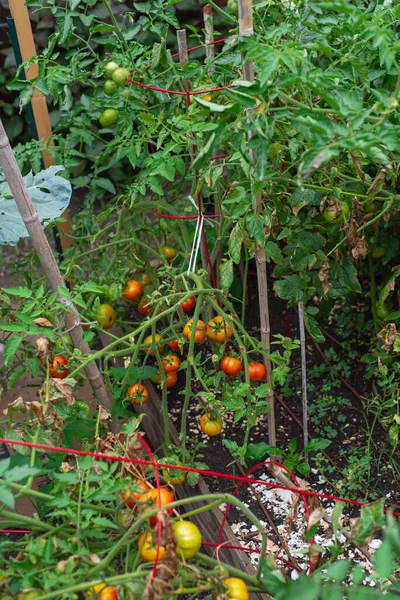 Jaula Tomate Rojo Rama Rota Con Carga Frutas Tomates Maduros — Foto de Stock