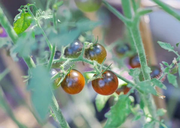 クローズアップ豪華なミッドナイトスナックトマト インディゴタイプのチェリートマト紫褐色 赤センターの色は 米国テキサス州ダラスの健康な抗酸化物質アントシアニン裏庭の庭を示しています 自家製食品 — ストック写真