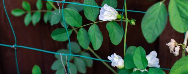 Panorama manzarası, Dallas, Teksas 'ta arka bahçedeki ahşap çitte çiçek açan, kar beyazı kelebek bezelyesi asması. Büyük beyaz çiçekler Klitoria ternatea