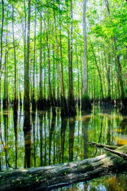 Sabit ya da yavaş hareket eden suyu, parlak yeşil yapraklar, Morrison Springs Parkı, Walton County, Florida, ABD 'de arka ışıklandırması ve yoğun kel selvi arka planına bağlar. Taksonyum distichum numune ağacı