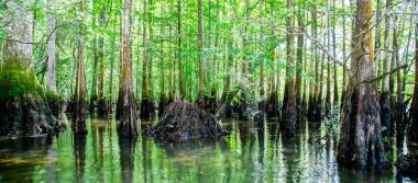 Morrison Springs Park, Walton County, Florida, ABD 'deki Panorama manzaralı selvi bataklığı. Kel selvi ağaçlarının hakim olduğu ormanlık alanlar durgun ya da yavaş hareket eden sularda yer almaktadır. Taksonyum distichum ağacı