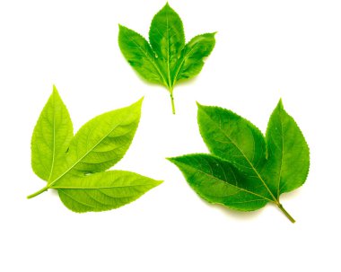 Arka manzara ve tutku meyvelerinin üst tarafı 3 loblu, koyu yeşil, pürüzsüz, farklı şekillerde tırtıklı, dişli, beyaz arka planda izole edilmiş. Taze yaprak kırpma yolu