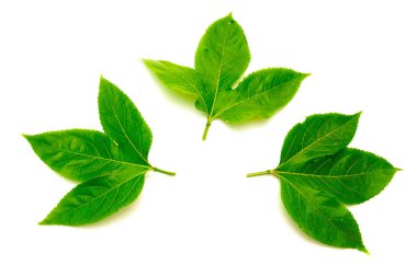 Üç çarkıfelek meyvesi yaprakları, 3 loblu, üst yüzeyi koyu yeşil, pürüzsüz ve parlak farklı şekillerde büyüyen ve tırtıklı, dişli kenarları yalıtılmış beyaz arka plan. Taze yapraklar.