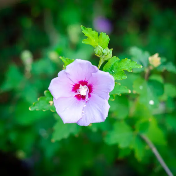 Full Blossom Violet Hibiscus Flower Petals Larger Showier Blooming Cool — Stock Photo, Image