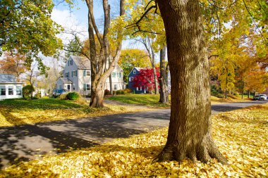Sarı akçaağaç yaprakları, iki katlı evler, Rochester, New York, ABD 'de oldukça yerleşik bir caddede sonbahar yapraklarından oluşan kalın bir halı. Mevsimlik arkaplan