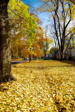 Olgun uzun akçaağaç ağaçları, Amerika 'nın kuzeyindeki Rochester, New York' ta oldukça yerleşik bir cadde boyunca koyu sarı sonbahar yapraklı halı ile kaplı. Sonbahar yaprakları mevsimsel arkaplan