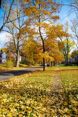 Sarı akçaağaç yaprakları, iki katlı evler, Rochester, New York, ABD 'de oldukça yerleşik bir caddede sonbahar yapraklarından oluşan kalın bir halı. Mevsimlik arkaplan