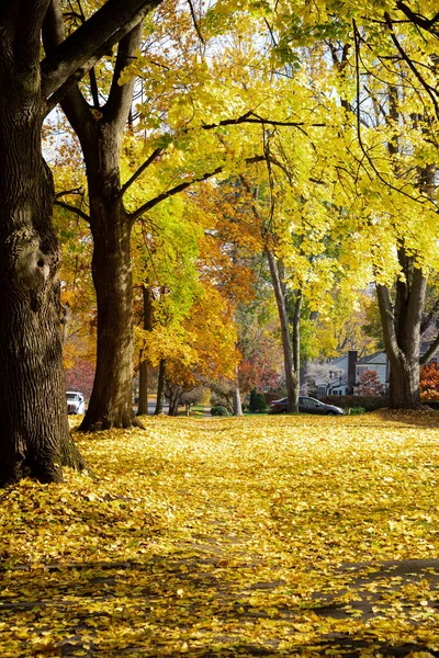 Amerika 'nın kuzeyindeki Rochester, New York' ta güzel, uzun, sarı akçaağaç ağaçlarının yaprakları oldukça yerleşik cadde kalınlığında sonbahar yaprakları boyunca uzanır. Sonbahar yaprakları mevsimsel arkaplan