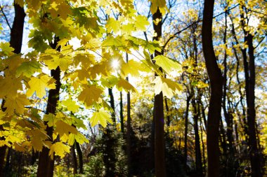 Akçaağaç yaprağı ve dallarının parlak sarı rengine bakıyorum, uzun koyu ağaç kabuğu, sonbahar yaprakları, Amerika 'nın kuzeyindeki Rochester, New York' un ağaçlık bölgesinde arka planda güneşin parladığı yapraklar. Manzaralı mevsimlik manzara
