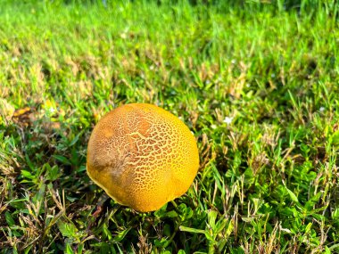 Üst görünüm bolete mantarı, buruşuk Leccinum veya Leccinum rugosiceps saplı, sarımsı kapaklar ve solungaçlar meşe, Teksas, ABD 'de düşük çim üzerinde büyüyen ektomycorrhizal ortaklık. Güzel kestane boleti.