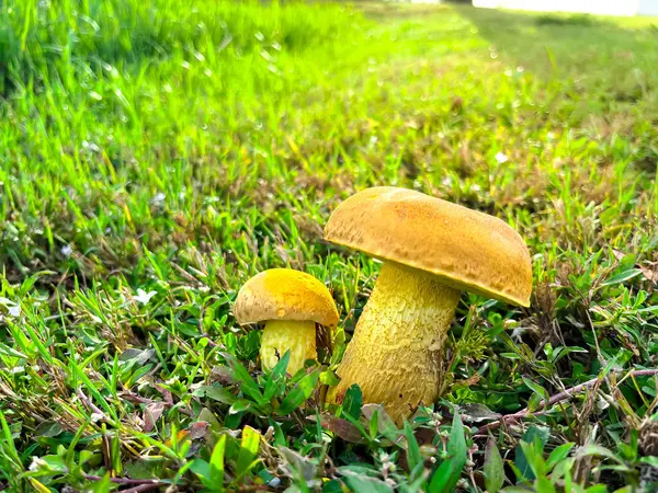 Side View Two Bolete Fungus Wrinkled Leccinum Leccinum Rugosiceps Stem — Stock Photo, Image
