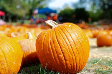 Bulanık çadırları olan balkabağı tarlası yerel kilise cadılar bayramı etkinliği Dallas, Teksas, ABD 'de geleneksel tatil gösterimi için seçici odak arka plan Ekim şenliği. Toplum geleneği