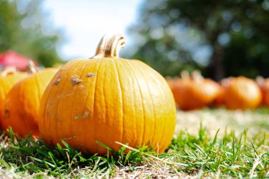 Dallas, Teksas, ABD yakınlarındaki kilise etkinliğinde bokeh arka planlı alçak açılı balkabağı tarlası. Geleneksel bayram dekorasyonu Cadılar Bayramı şenliğine hoş geldiniz. Toplum geleneği