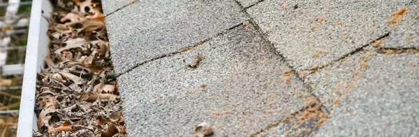 Panorama clogged dried leaves, twig, debris on gutter eavestrough drain pipe near shingles roof of residential home in Dallas, Texas, US, potential house damage problem, insect infestations. Cleaning