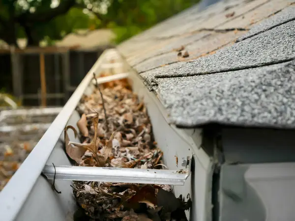 Top view clogged dirty gutter backyard residential home in Dallas, Texas, USA, full of dried leaves, twig, debris on eavestrough drain pipe near shingles roof potential house damage problem. Cleaning