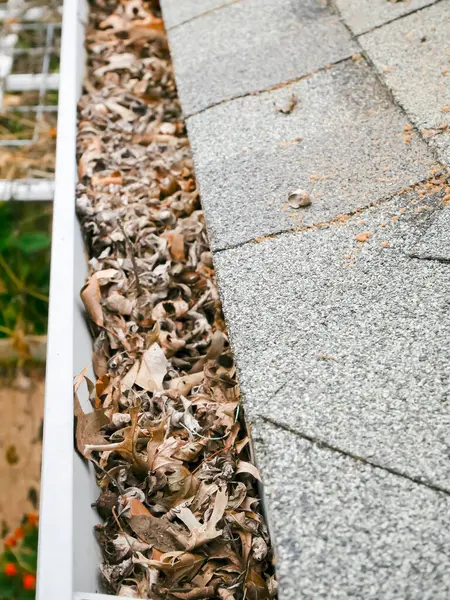 Clogged dried leaves, twig, debris on gutter eavestrough drain pipe near shingles roof of residential home in Dallas, Texas, USA, potential house damage problem, insect infestations. Cleaning gutter