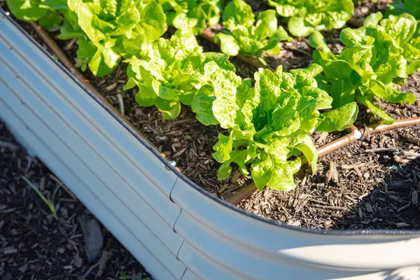 Ready to harvest buttercrunch lettuce growing on metal raised bed, irrigation system, rich compost soil, corrosion resistant steel, food-safe paint, anti-rust and uncontaminated, Texas, USA. Organic