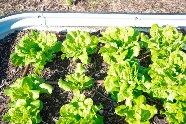 Row of buttercrunch lettuce growing on metal raised bed, irrigation system, rich compost soil, corrosion resistant steel, food-safe paint, anti-rust materials, uncontaminated, Texas, USA. Organic