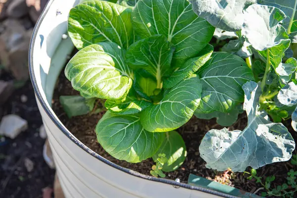 Broccoli and Chinese cabbage Bok Choy plants growing on metal raised garden bed, Dallas, Texas, USA, corrosion resistant steel, food-safe paint, anti-rust materials, uncontaminated. Organic foods