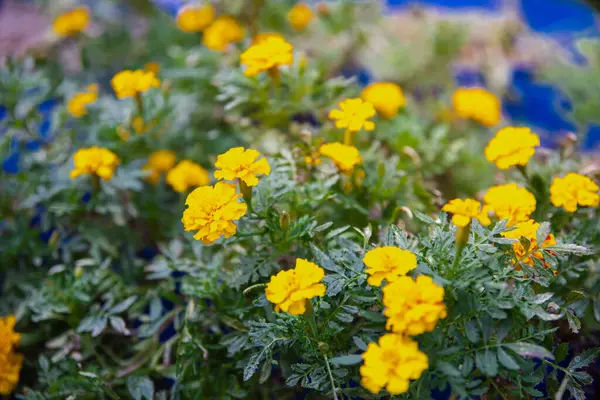 Top view flower bed high intensity dense of vibrant golden blooms yellow dwarf petite French marigolds growing at backyard garden Dallas, Texas, US, double-crested blooms, touch of sunshine. Homegrown