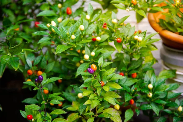 Ornamental 5 color Chinese pepper load of fruits growing in pot, many hues rainbow, turning from cream, purple, yellow, orange, and red, lush green foliage, compact, backyard garden in USA. Vegetable