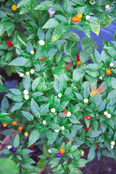 Colorful 5 color Chinese pepper with load of fruits in many hues rainbow, turning from cream, purple, yellow, orange, and finally red, lush green foliage, compact ornamental plant. Vegetable garden