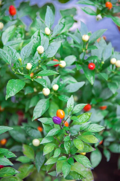 Close-up colorful 5 color Chinese pepper load of fruits in many hues rainbow, turning from cream, purple, yellow, orange, and red, lush green foliage, compact ornamental plant. Backyard garden in USA