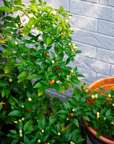 Beautiful ornamental 5 color Chinese pepper load of fruits growing at side of house in Dallas, Texas, US, hues rainbow, turning from cream, purple, yellow, orange, and red, lush green foliage. Organic