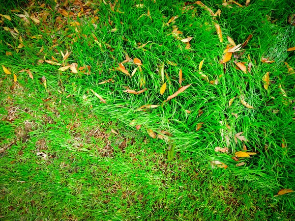 Diagonal line view comparison of before and after lawn mow transformation, St. Augustine, Bermuda grass mixed fallen autumn leaves front yard in Dallas, Texas, US, yard work. Seasonal home maintenance