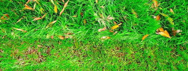 Panorama before and after lawn mow transformation, St. Augustine, Bermuda grass mixed fallen autumn leaves at front yard in Dallas, Texas, US, yard work background. Seasonal home maintenance checklist
