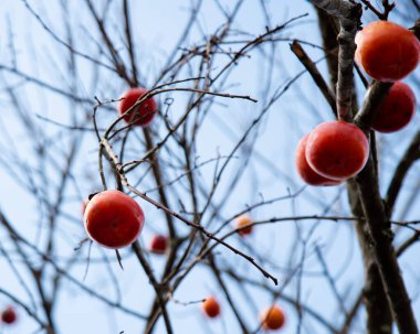 Olgunlaşmış doğu hurması ya da diospyros kaki hasadı olan çıplak hurma dalları Sapa 'da sonbahar zamanı, Kuzey Vietnam' da güneşli mavi gökyüzü arka planı, haki meyveleri yetişiyor. Ev Bahçesi