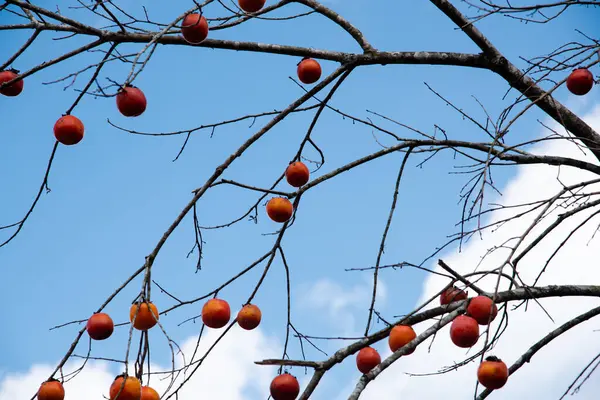 Abundant heavy load of ripen oriental persimmons or diospyros kaki on bare tree branch during autumn time in Sapa, Northen Viet Nam, sunny blue sky background, khaki fruit growing. Home orchard
