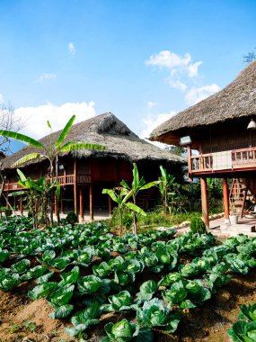 Yüksek cambaz ayaklıkları üzerine inşa edilmiş geleneksel Vietnam evinin ön bahçesi, Sapa, Vietnam 'da palmiye yaprağı çatısı, sıra sıra yeşil sebze lahana, hasat etmeye hazır kohlrabi, muz. Mavi gökyüzü