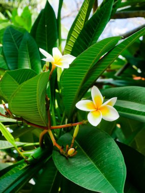 Vietnam 'da tomurcukları tomurcuklanan çiçek açan Frangipani Plumeria yakut çiçekleri grubu, tropikal ve subtropikal Güney Amerika' dan gelmektedir, çiçek açan popülerliği yeşil ven yeşilliği olan Hoa Su. Doğa