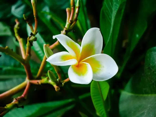 Blossom frangipani Plumeria rubra flowers with buds in Vietnam, originate from tropical and subtropical South America, blossom popular Hoa Su with natural green vein foliage background. Nature
