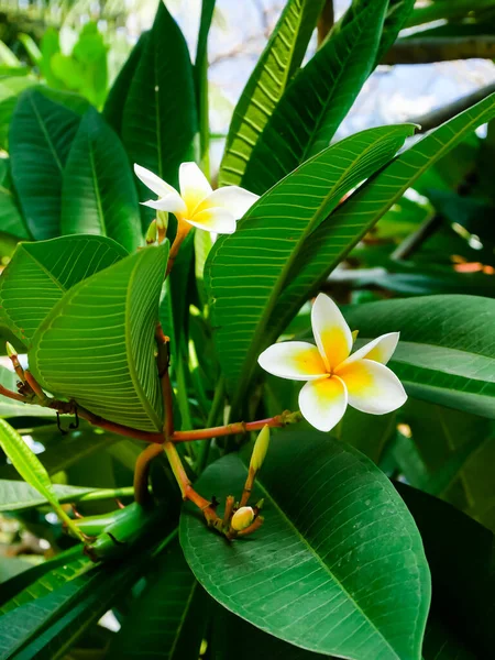 Group of blooming Frangipani Plumeria rubra flowers with buds in Vietnam, originate from tropical and subtropical South America, blossom popular Hoa Su with green vein foliage background. Nature