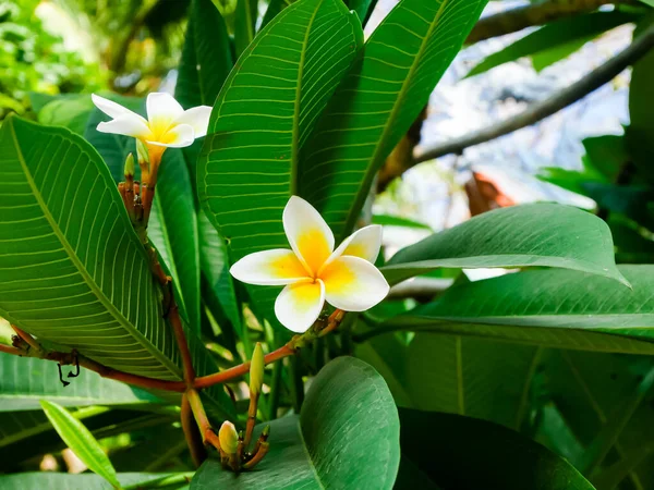 Group of blooming Frangipani Plumeria rubra flowers with buds in Vietnam, originate from tropical and subtropical South America, blossom popular Hoa Su with green vein foliage background. Nature