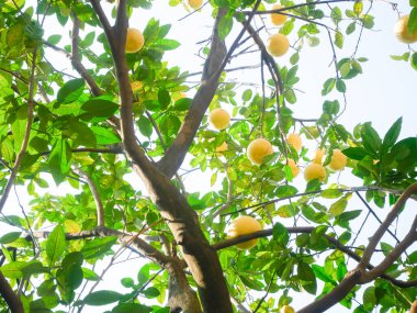 Hanoi, Vietnam 'da toplanmaya hazır bir sürü koyu sarı aromalı greyfurt ağacı, Dien narenciye yadigarı greyfurt meyvelerini bahçedeki ağaç dalına asıyor. Güneşli gökyüzü