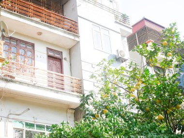 Kafesteki çok katlı balkon evi, dalda asılı greyfurt ağacı dolu koyu sarı pomelo, Vietnam, Hanoi 'de hasat için hazır, kentsel konut ve doğal ortam karışımı. Seyahat