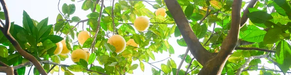 Panorama view grapefruit tree with load of ripe dark yellow pomelos ready to harvest in Hanoi, Vietnam, hanging Dien citrus heirloom grapefruit fruits on branch at homegrown backyard garden. Natural