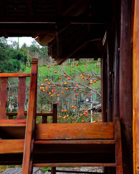 Stairs of traditional wooden stilts house leading to open view with load of persimmon fruits on bare tree winter time in high mountains Northwest, Vietnam, strong symbol of rural country life. Travel